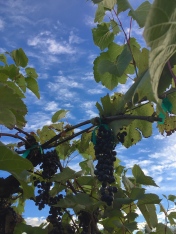 Frontenac grapes on the vine.
